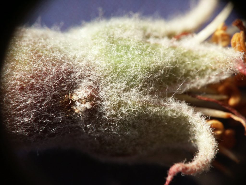 A Sagewespe Einstich1.JPG